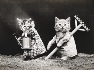 cat-dressed-vintage-photo
